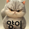 양이